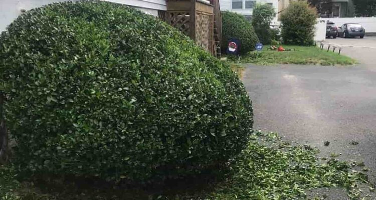 Bush Trimming