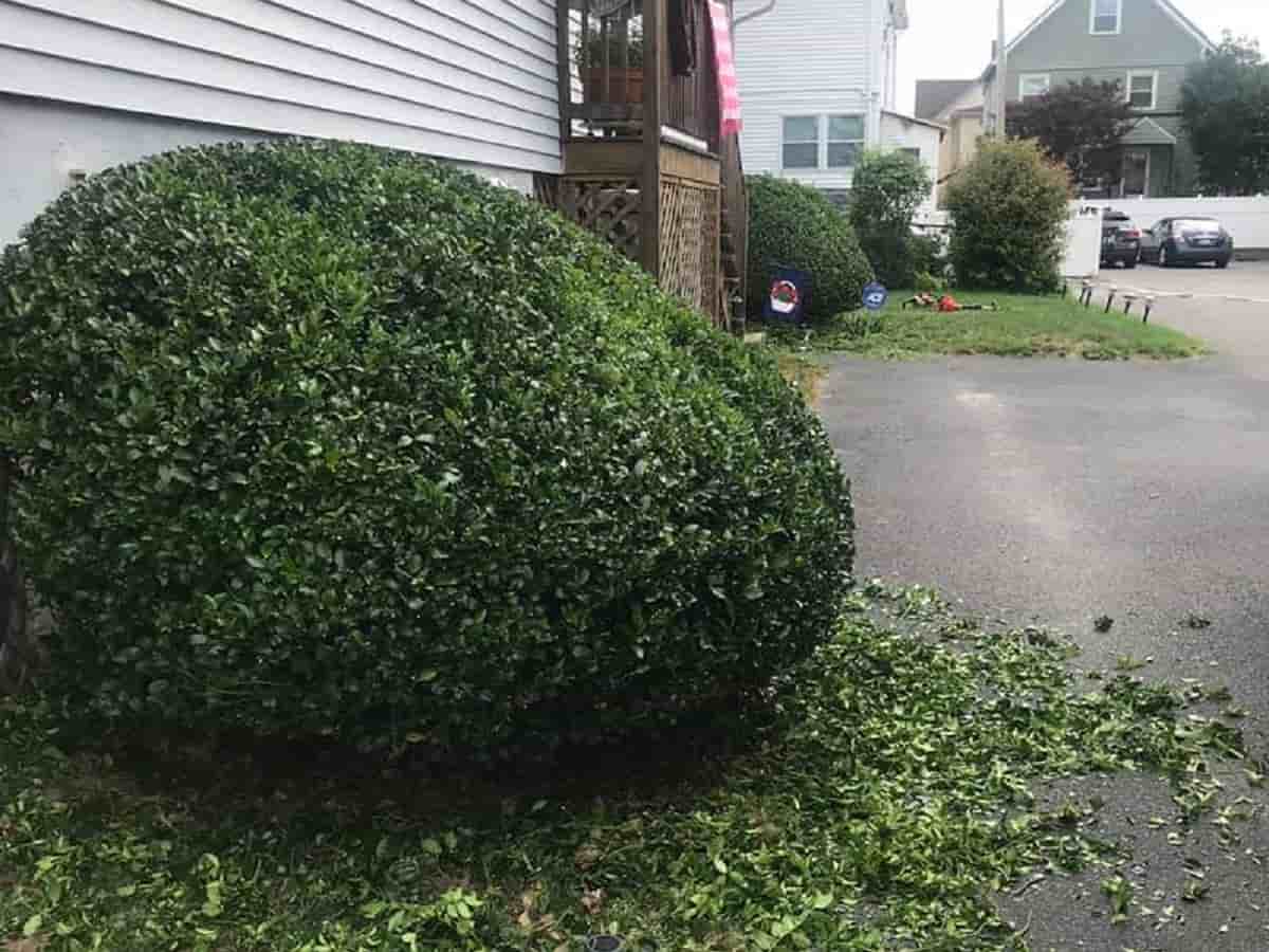 Professional Bush Trimming & Maintenance Services All Seasons Tree