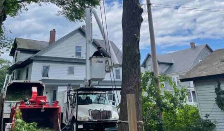 Commercial Tree Services