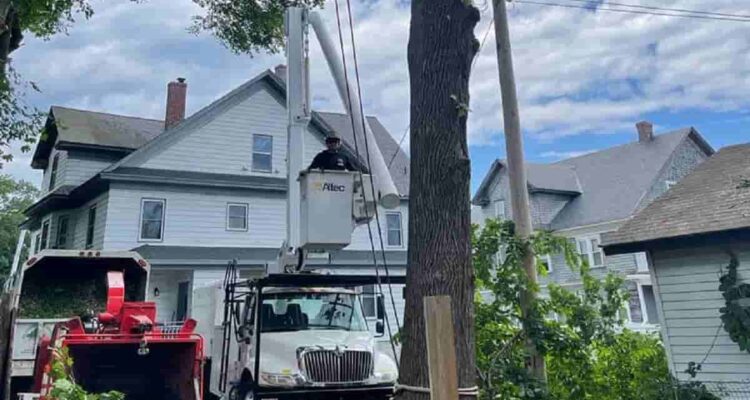 Commercial Tree Services