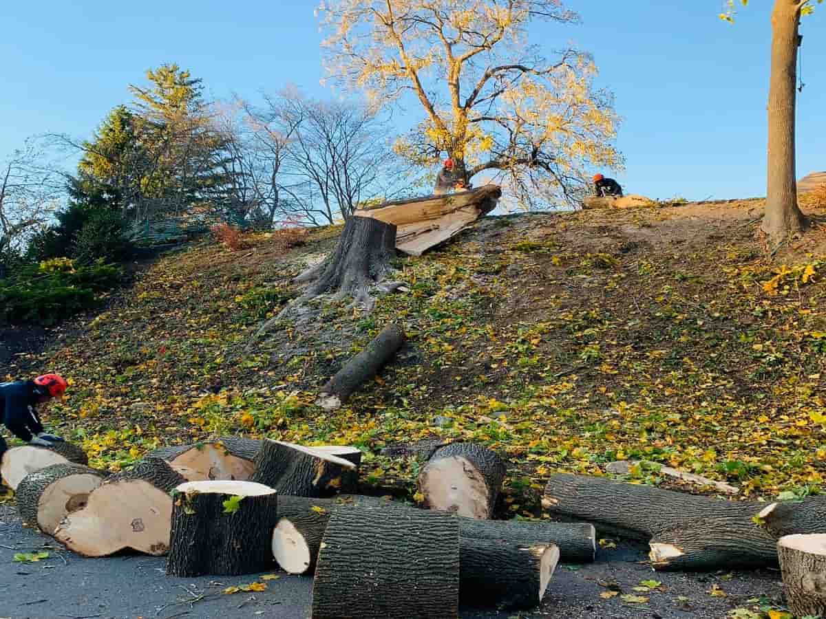 24/7 Emergency Storm Clean-Ups in MA - All Seasons Tree Services