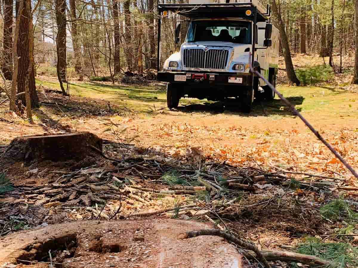Quality Leaf Removal Service in Lynn - All Seasons Tree Services