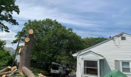 Residential Tree Services