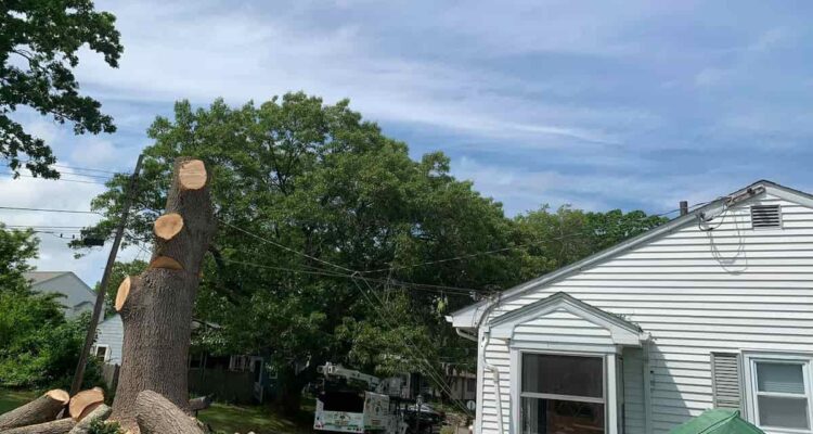 Residential Tree Services