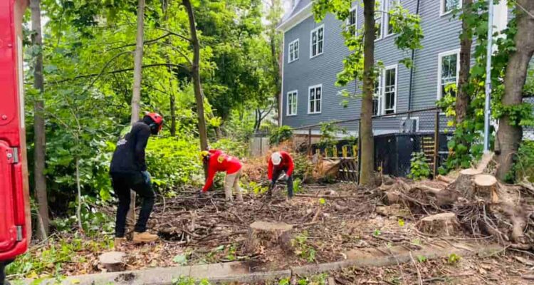 Storm Cleanup