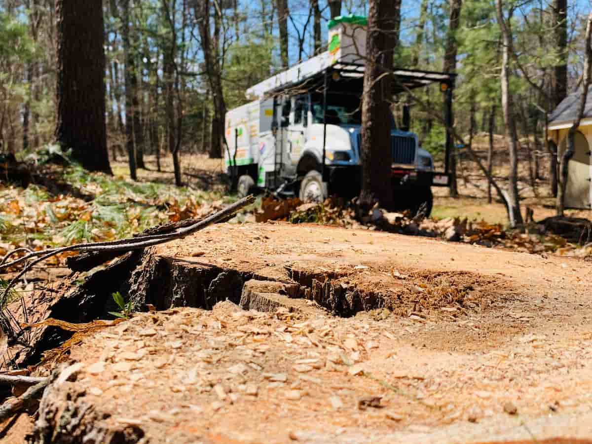Stump Removal Services in Lynn, MA - All Seasons Tree Services