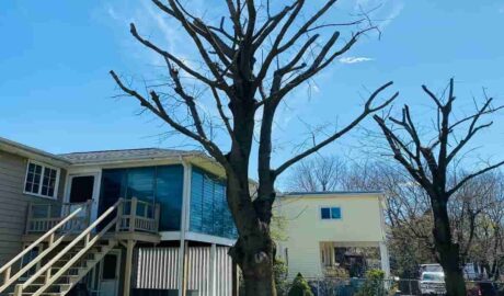 Tree Pruning