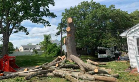 Tree Removal