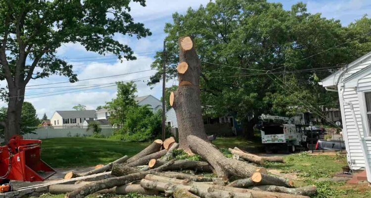 Tree Removal