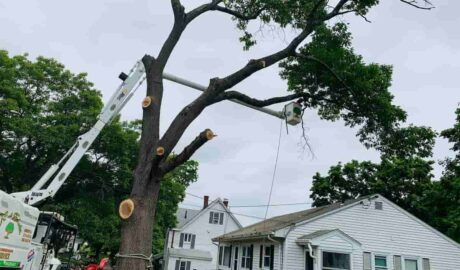 Tree Trimming