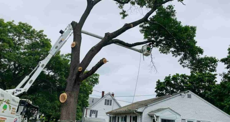 Tree Trimming