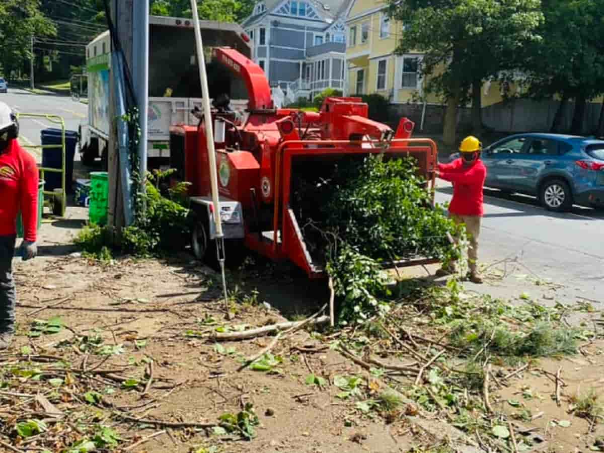 Wood Chipping & Disposal Services in Lynn, MA All Seasons Tree Services