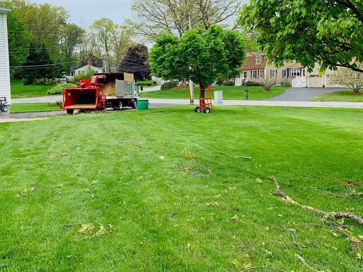 All Seasons Tree Services - Year-Round Maintenance for Trees & Shrubs